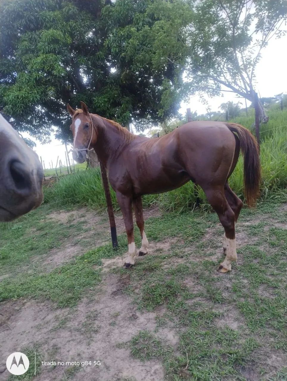 Cavalo Quarto de Milha - Foto 2