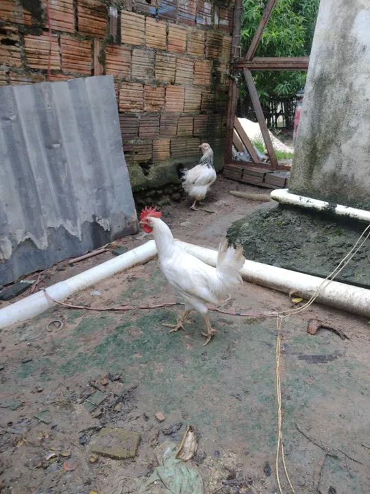 Galo de poedeiras brancas