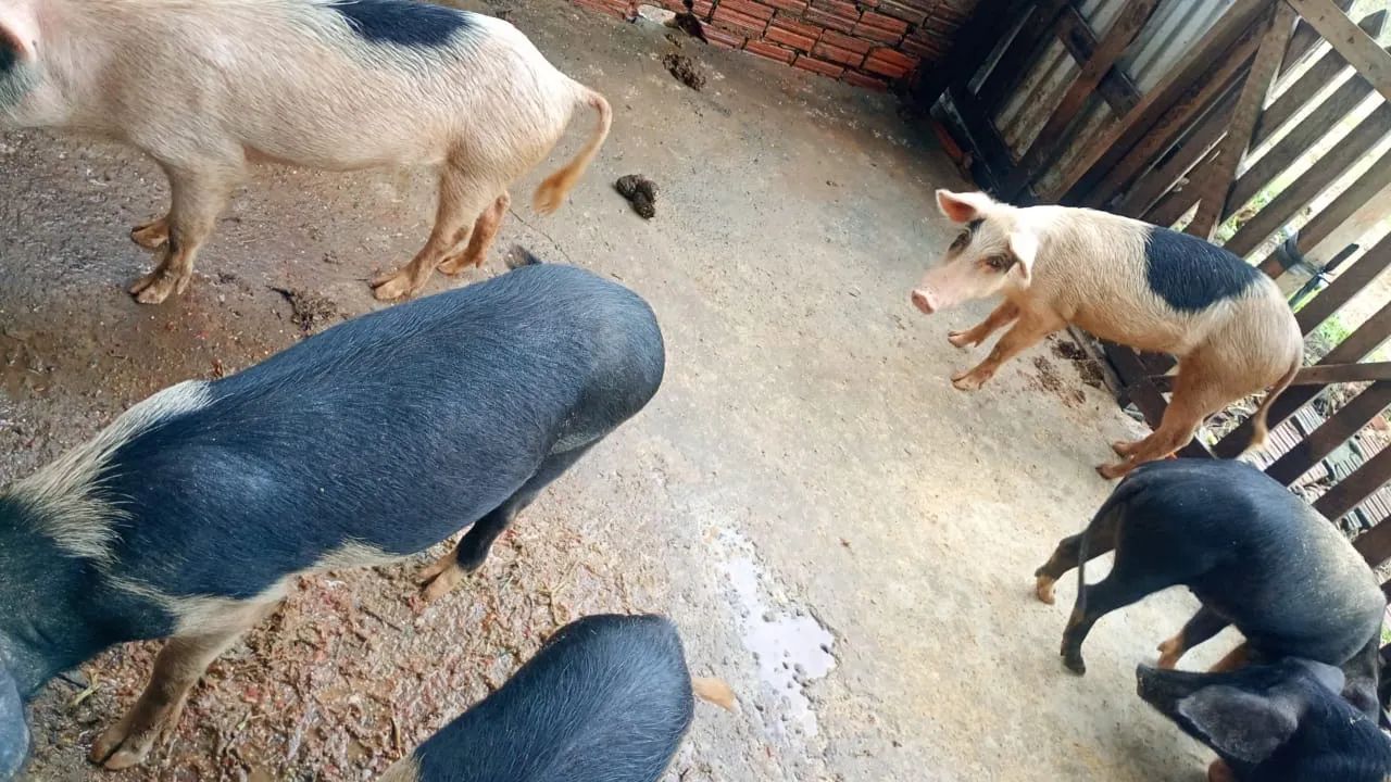 Porcos a venda 15 o kg porco vivo 