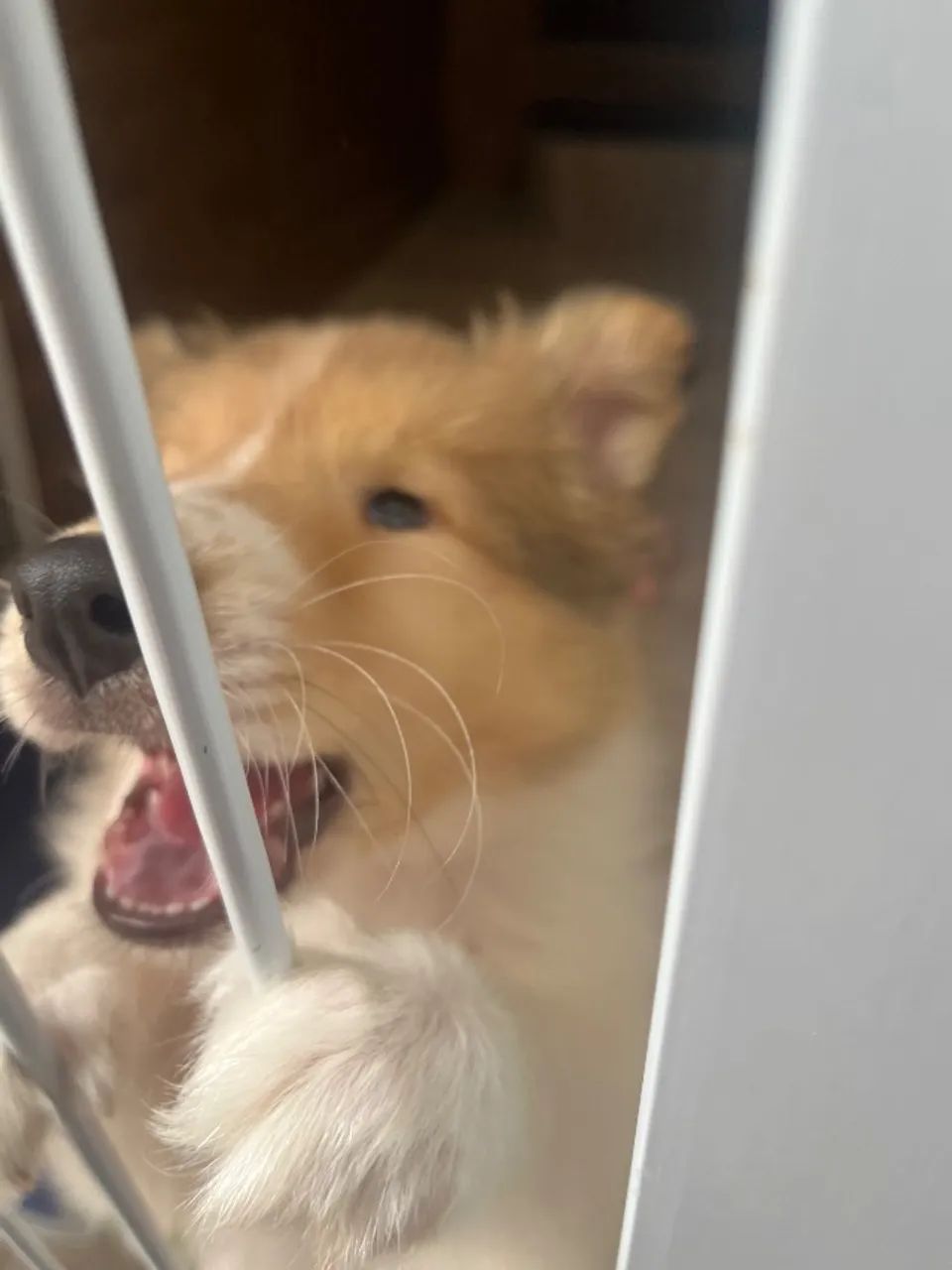 Filhote Rough Collie - Foto 4