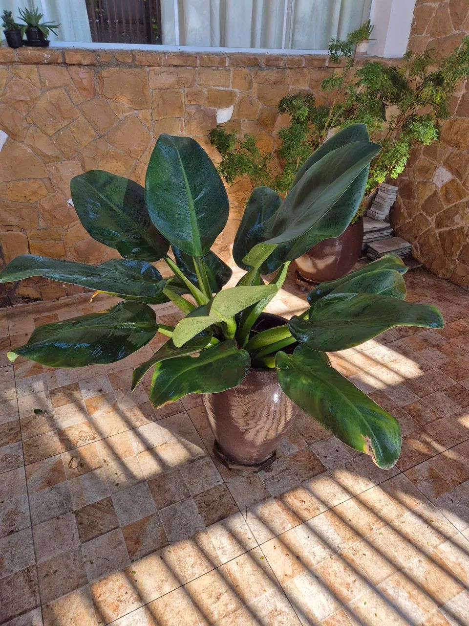 Planta verde em vaso