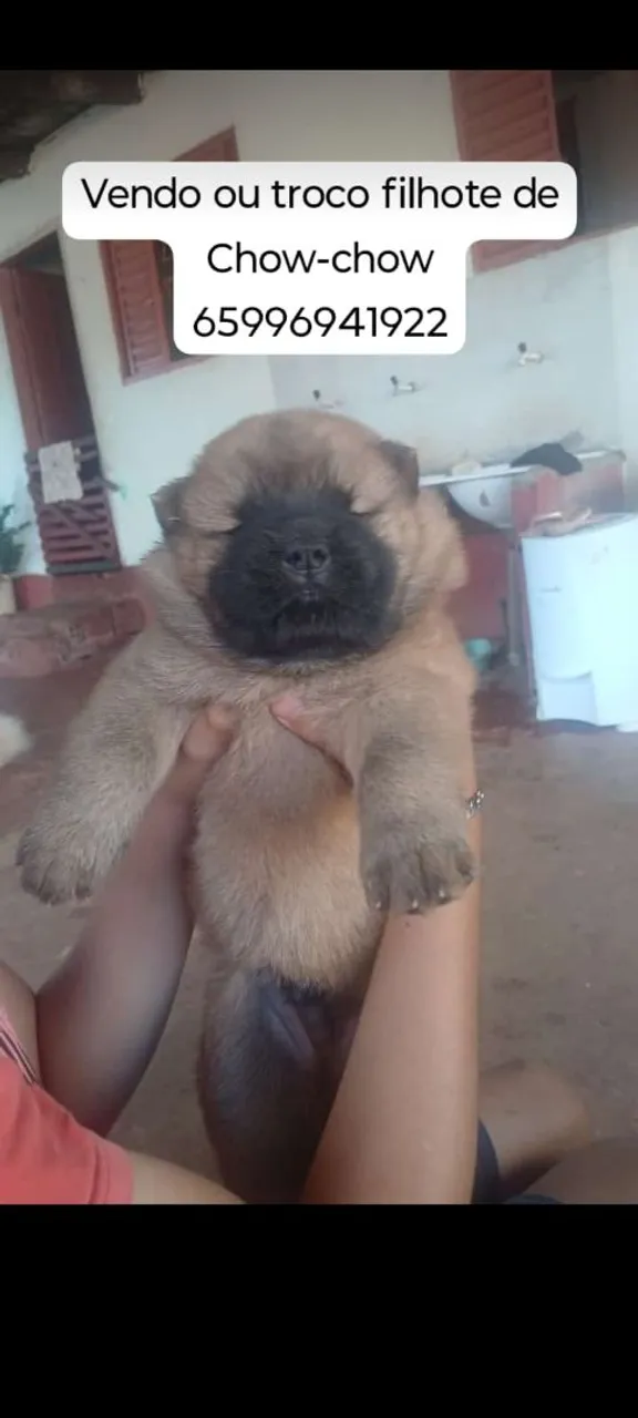 Filhote de Chow-chow