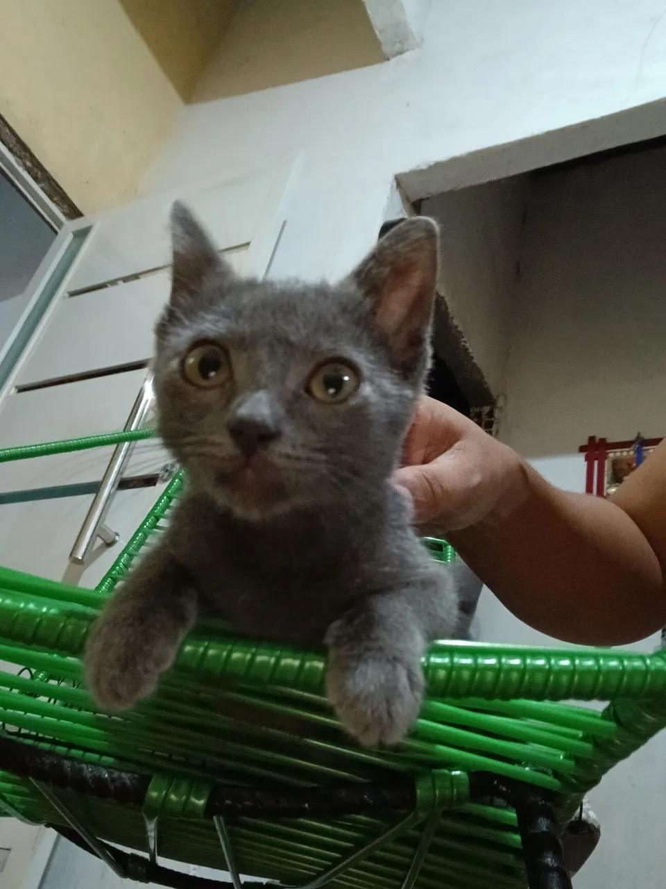 Gatinha Cinza para Adoção siamês 