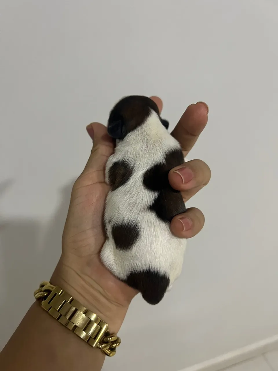 Filhotes Shih Tzu disponíveis para reserva