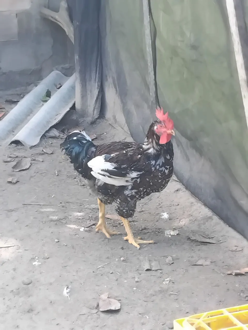 Vende-se frango GSB