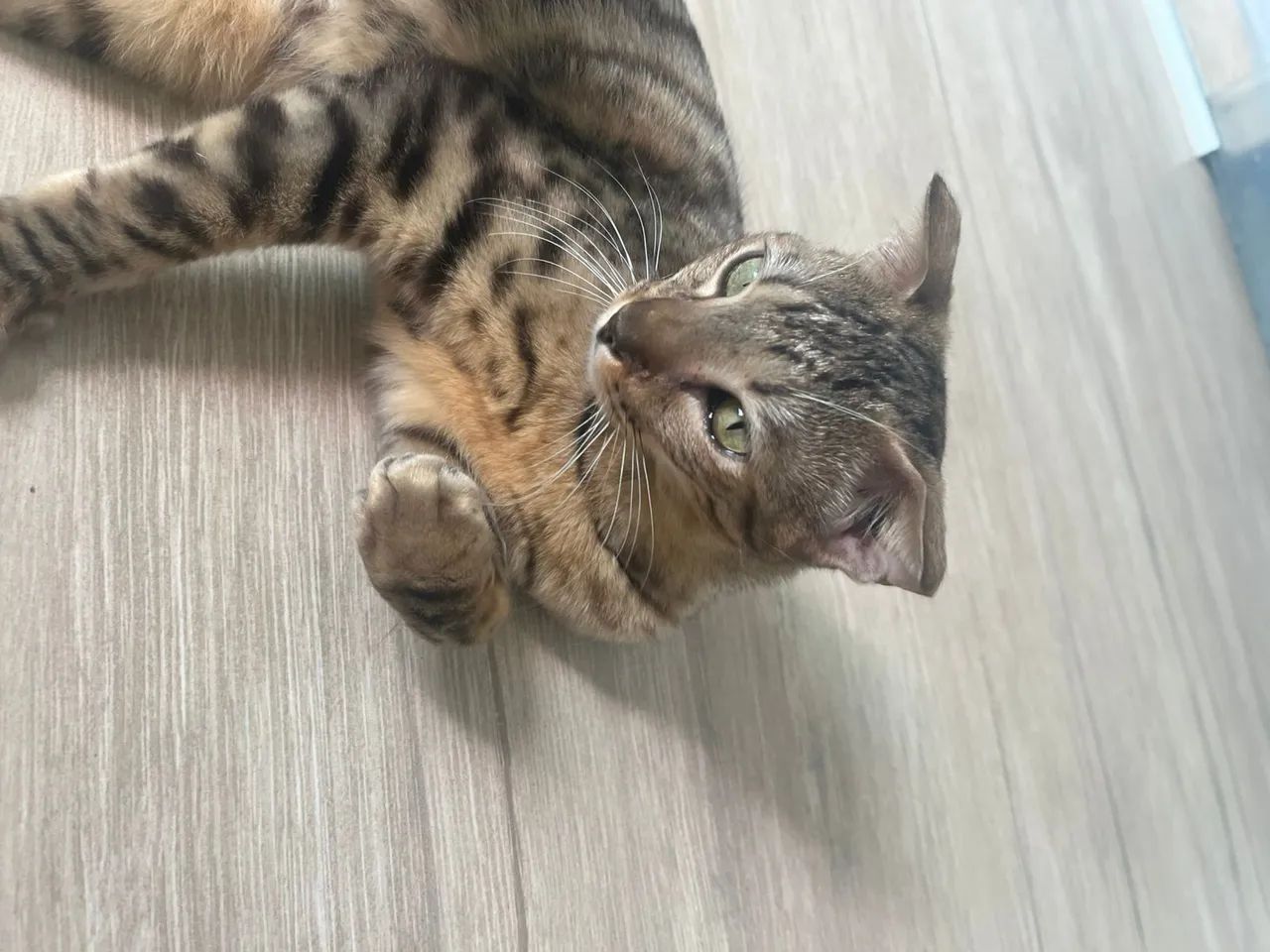 Scottish Fold macho com vacinado e castrado com  exame de fiv e felv  - Foto 6