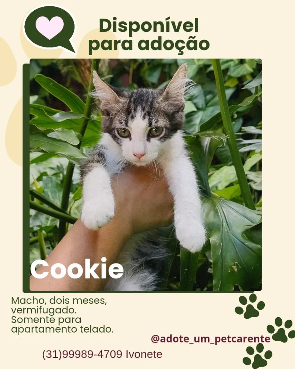 Gatinha preta disponível para adoção - Foto 3