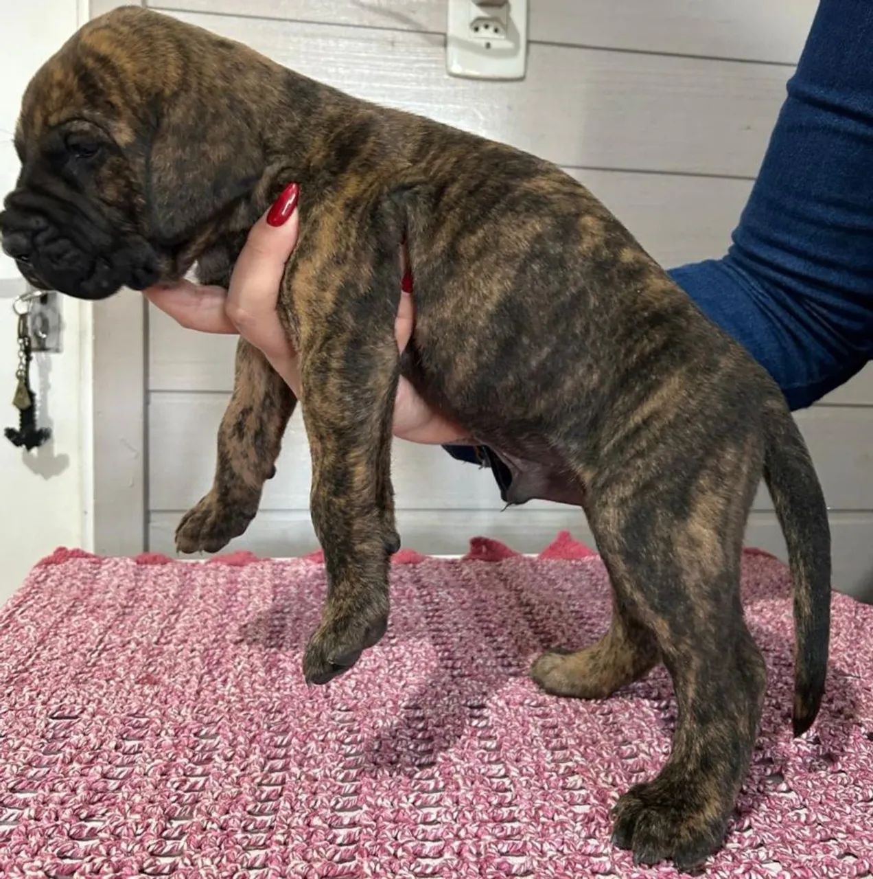 Filhote de Fila Brasileiro - Foto 4
