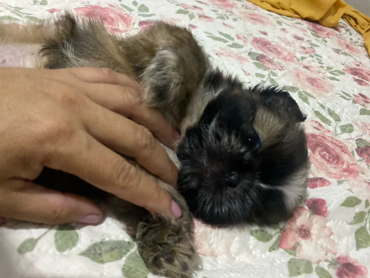 Filhotes de shih tzu micro