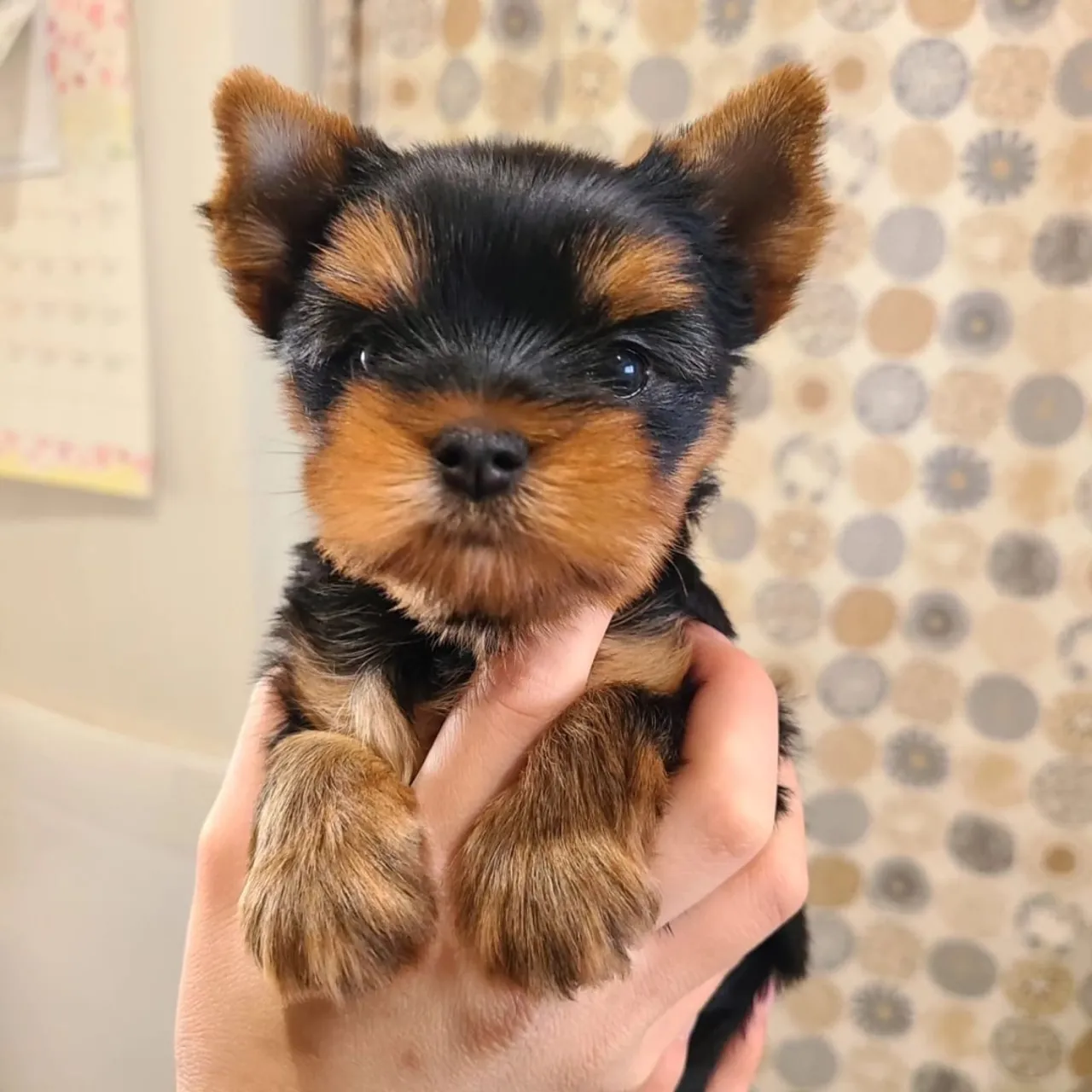 Yorkshire Terrier - Uma fofura Micro Filhotes