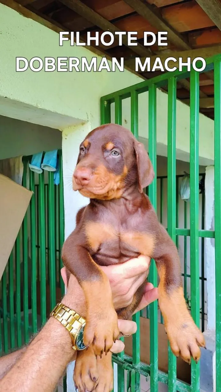 Filhote de Doberman Macho