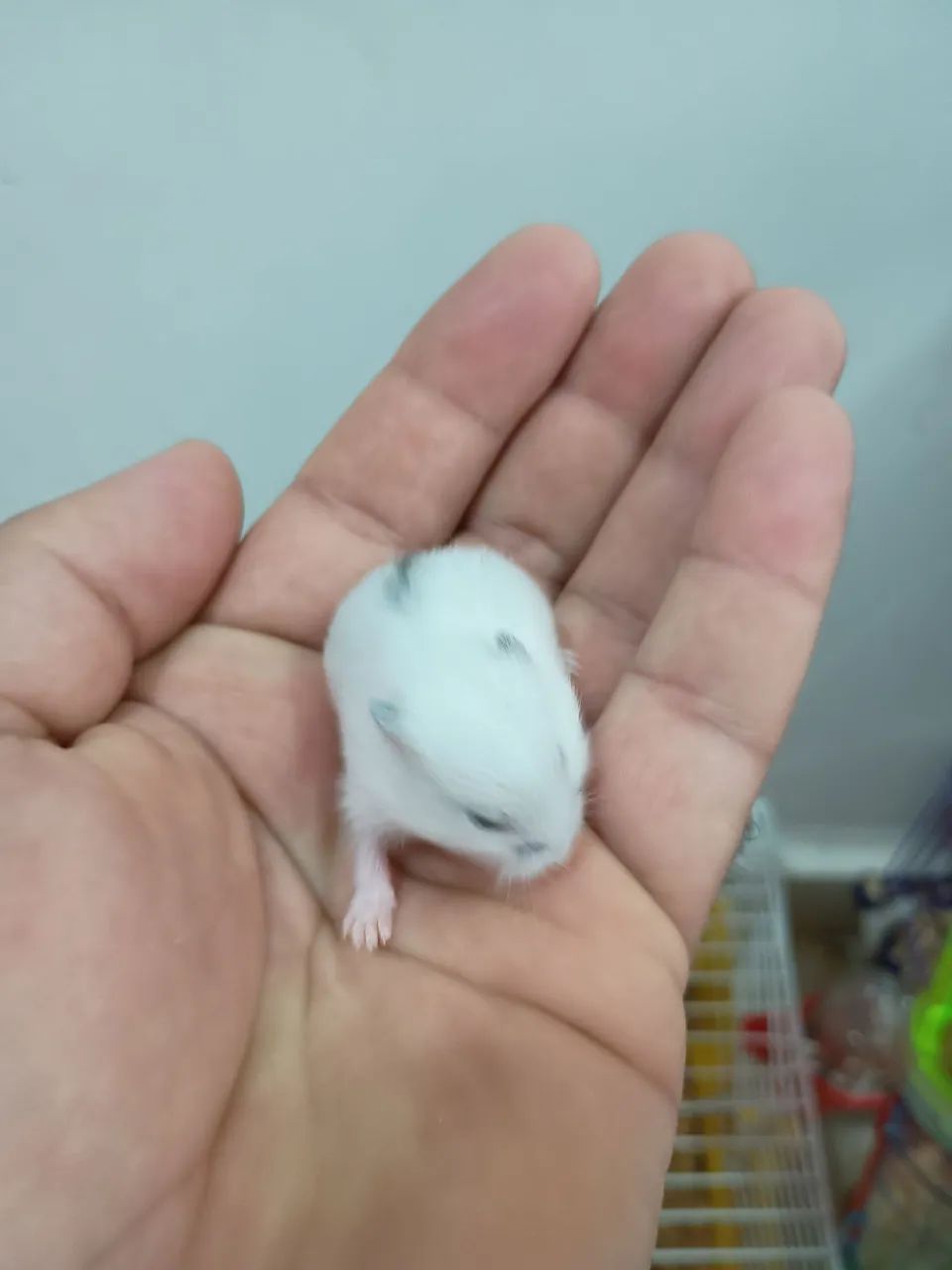 Hamster anão russo 64276694048003121