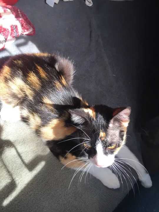 Gatinha tricolor disponível para adoção