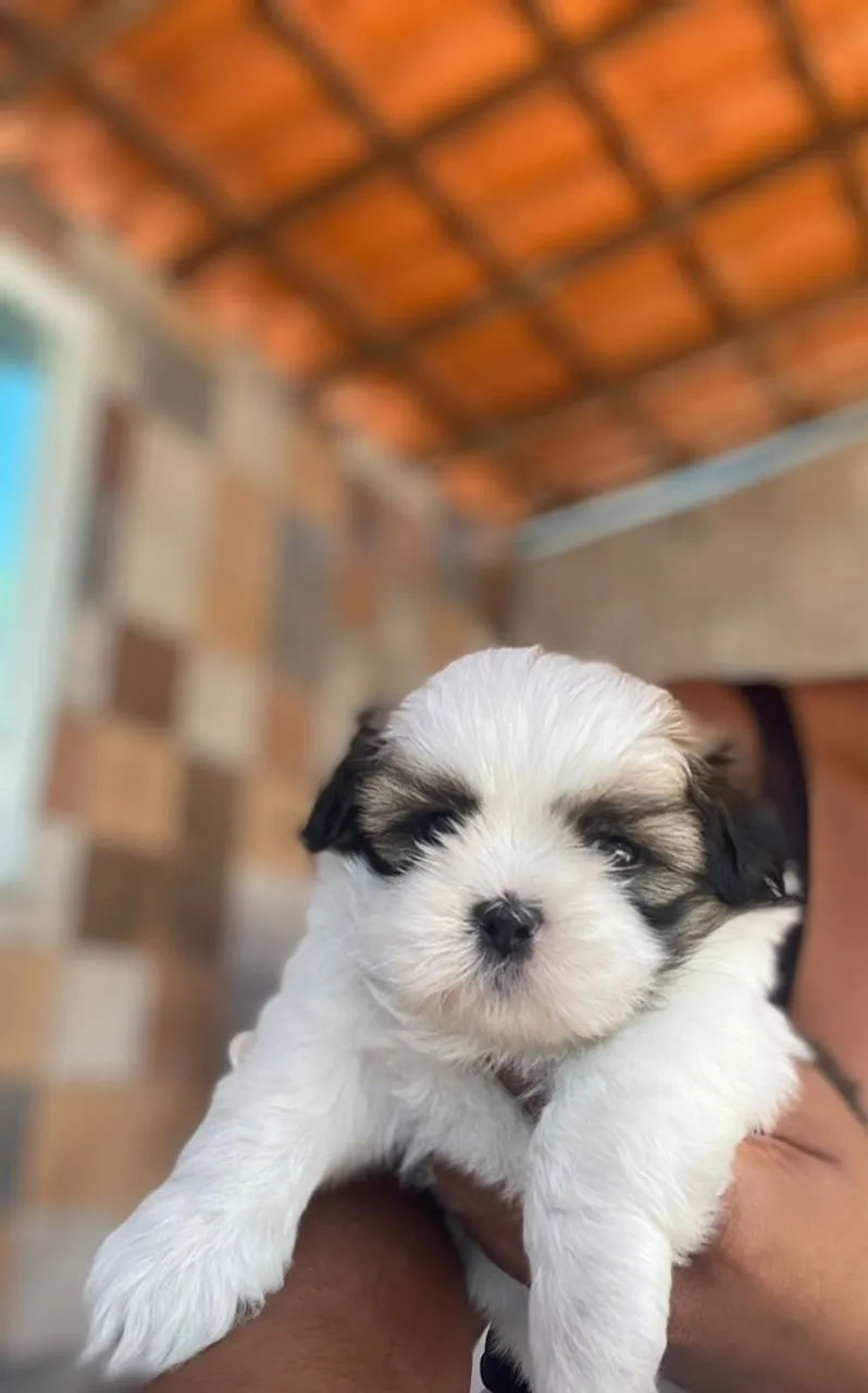 Filhote Shih Tzu fêmea