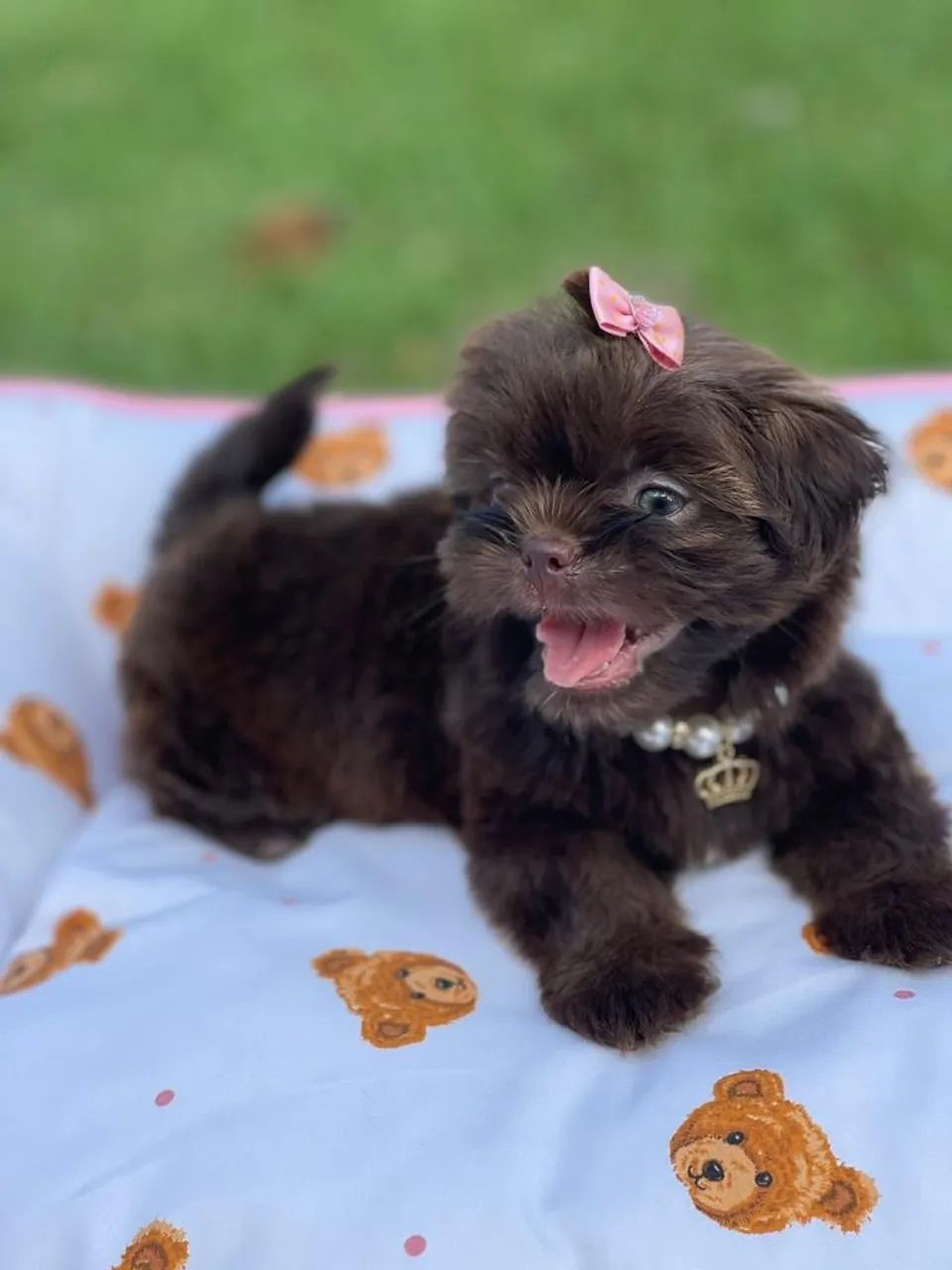 Lindos shih tzu disponiveis do @canil_meirelles.  - Foto 4