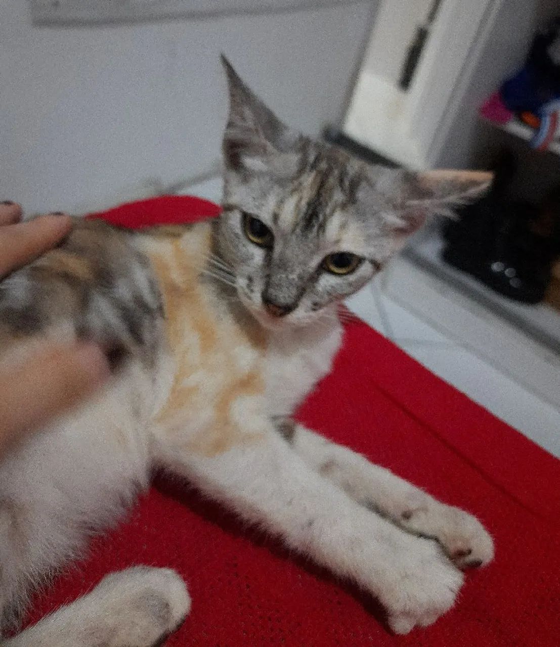 doação gatinha filhote - leia a descrição - Foto 5