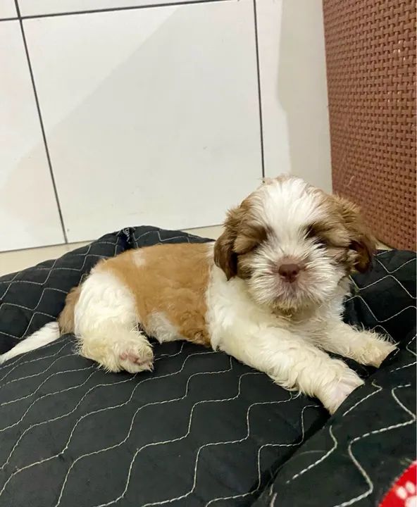 Shih Tzu a venda  - Foto 6