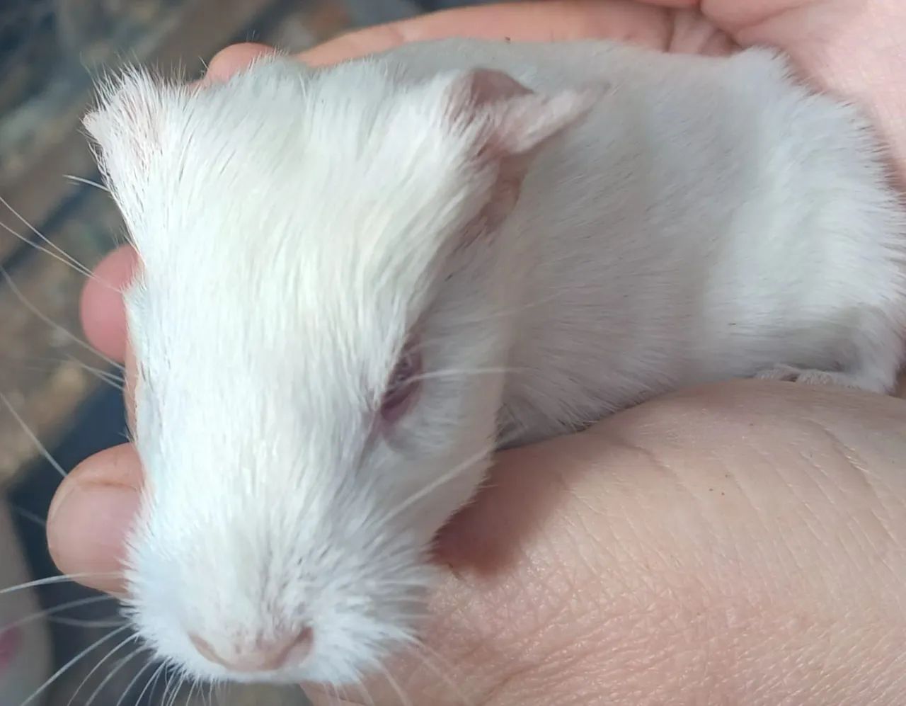 Guinea Pig64584521370243124