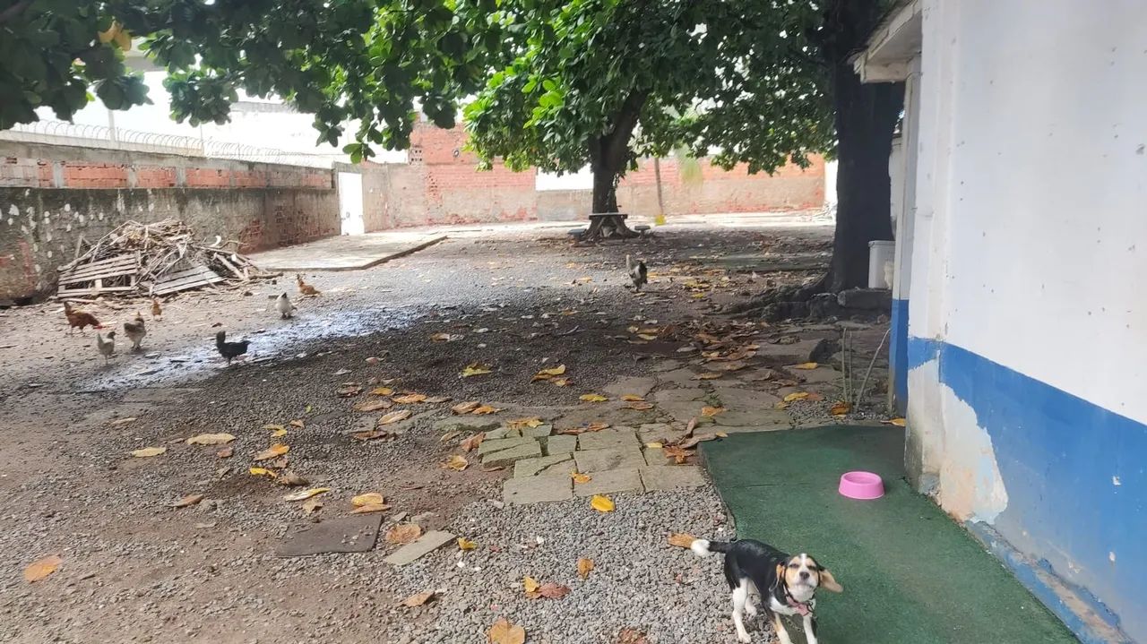 Terreno Padrão, Armação - Foto 11