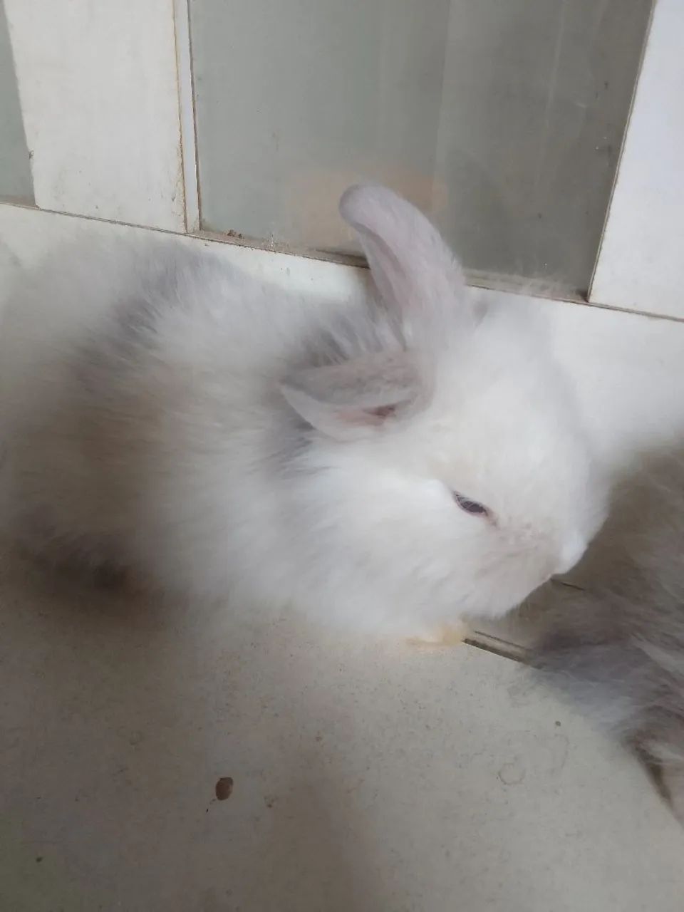 Vendo filhote de coelho mini laion. - Foto 6