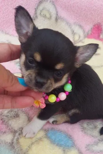 Chihuahua Miniatura fêmea Linhagem Russa!