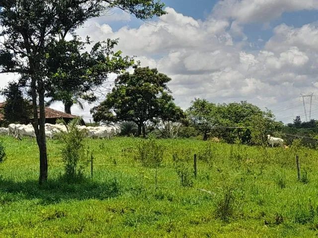 Fazenda de 50ha em Dores do Indaiá - Foto 5