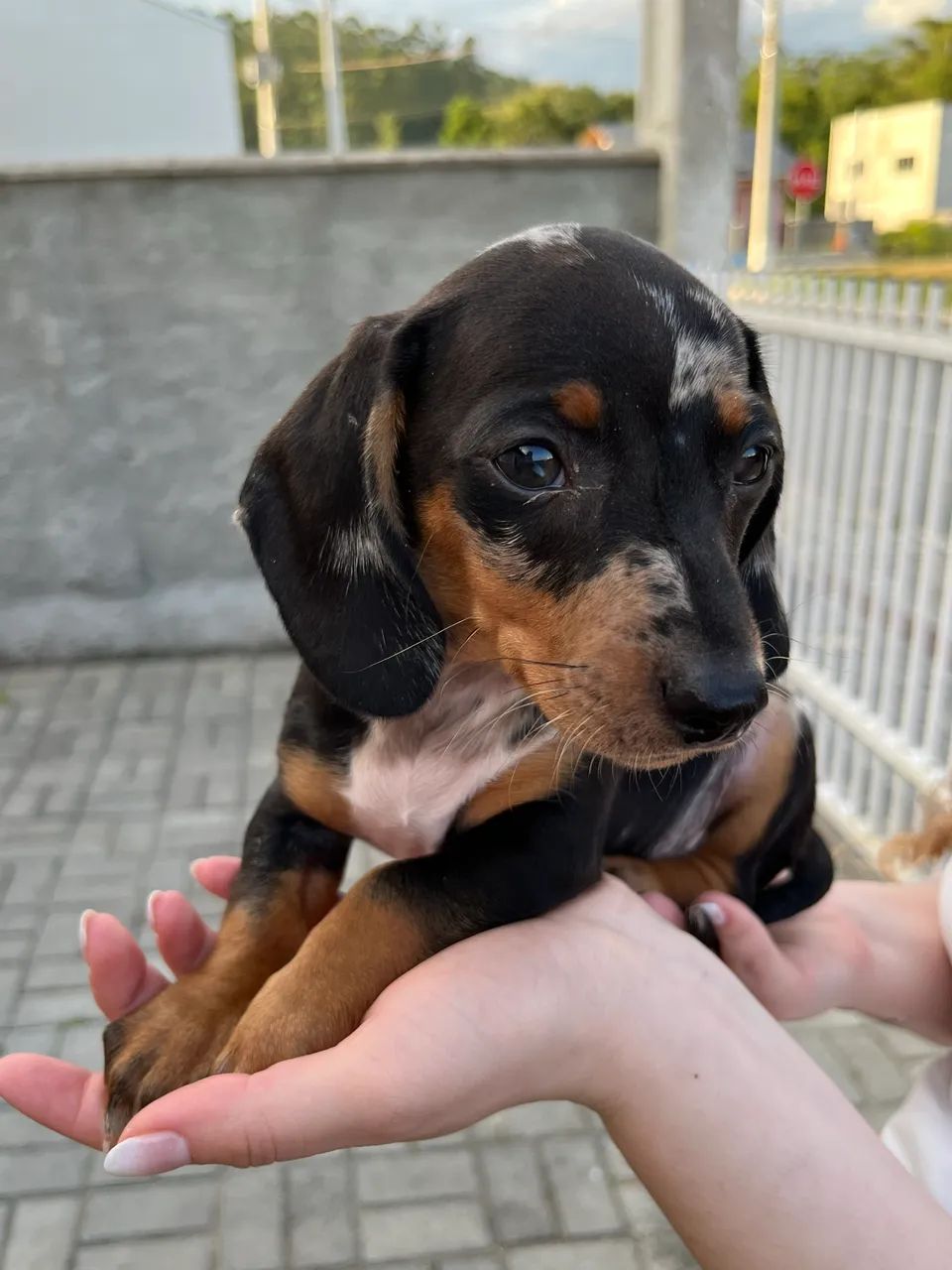 Dachshund Salsicha cofap  - Foto 4