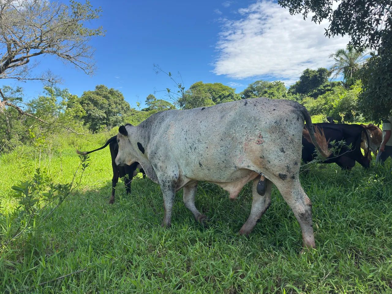 TOURO GIROLANDO - Foto 2