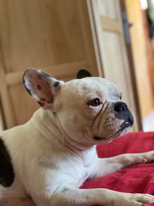 Bulldog Francês macho para Cruzar, namorar ter filhotes  - Foto 6