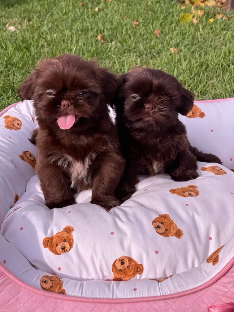 Lindos shih tzu disponiveis do @canil_meirelles.  - Foto 5