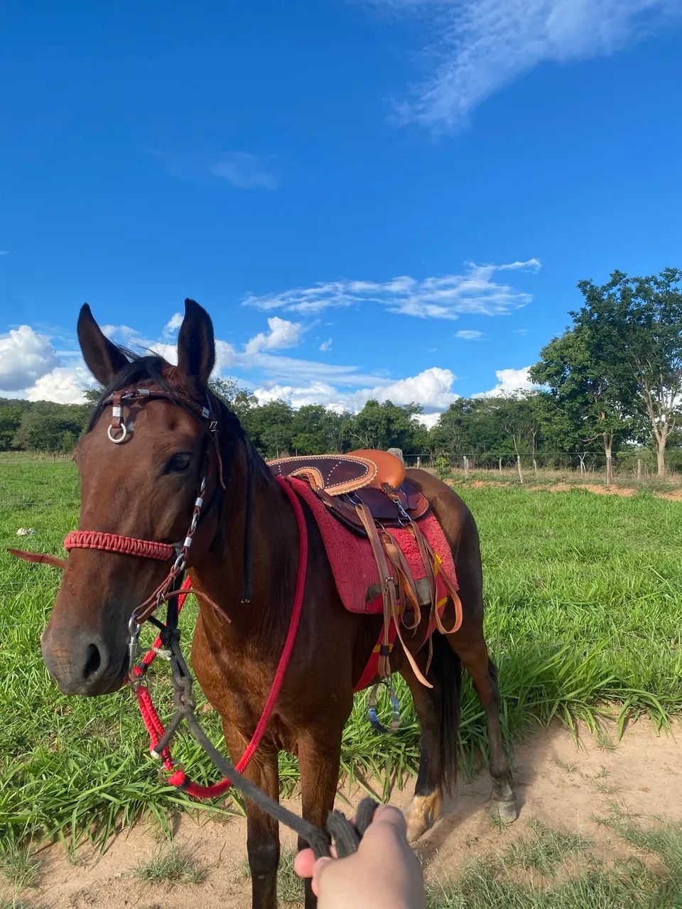 Cavalo bonito é bom de calvagada  - Foto 2