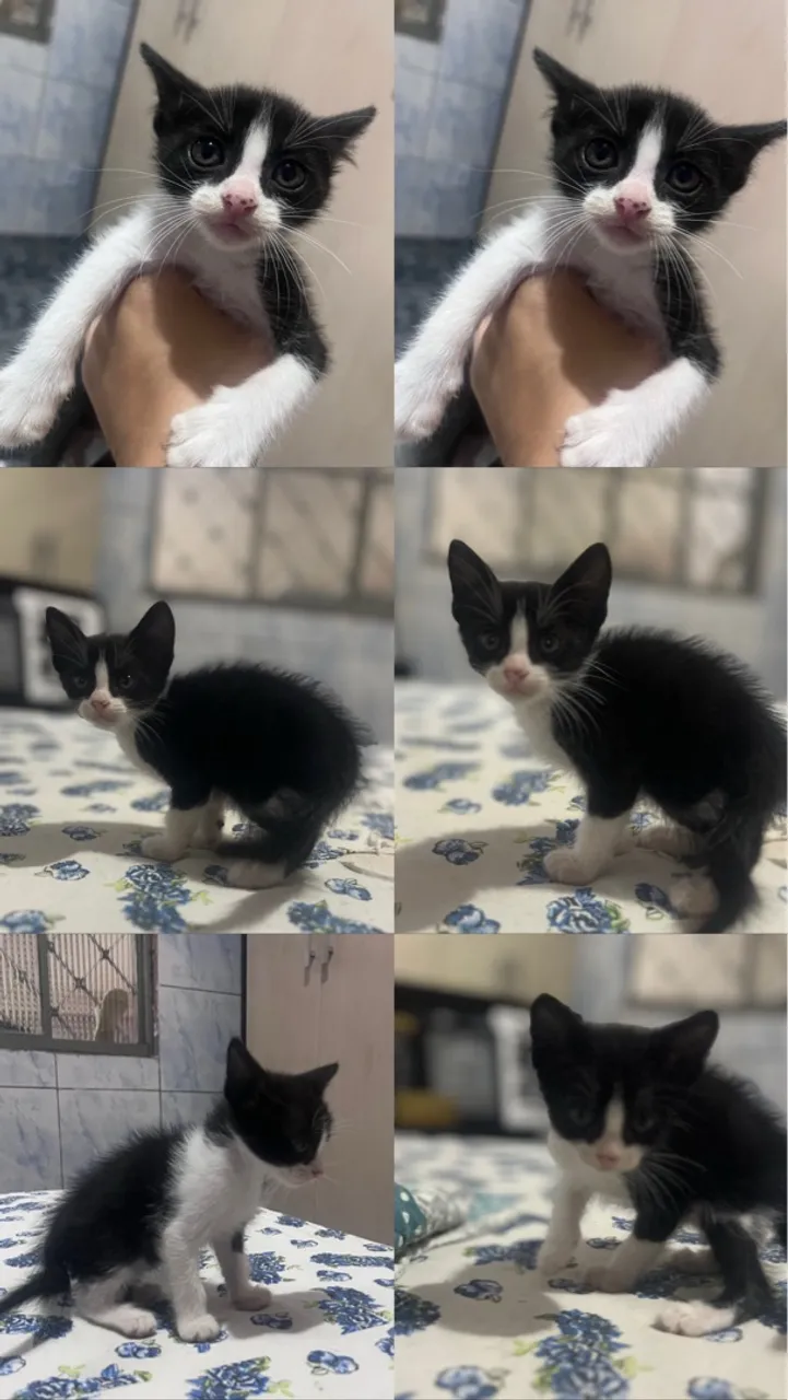 Gatinho adorável para adoção!