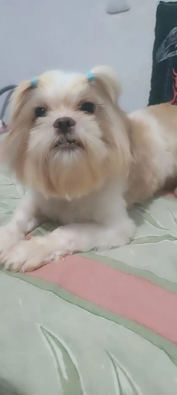 Vende se shitzu macho  - Foto 2