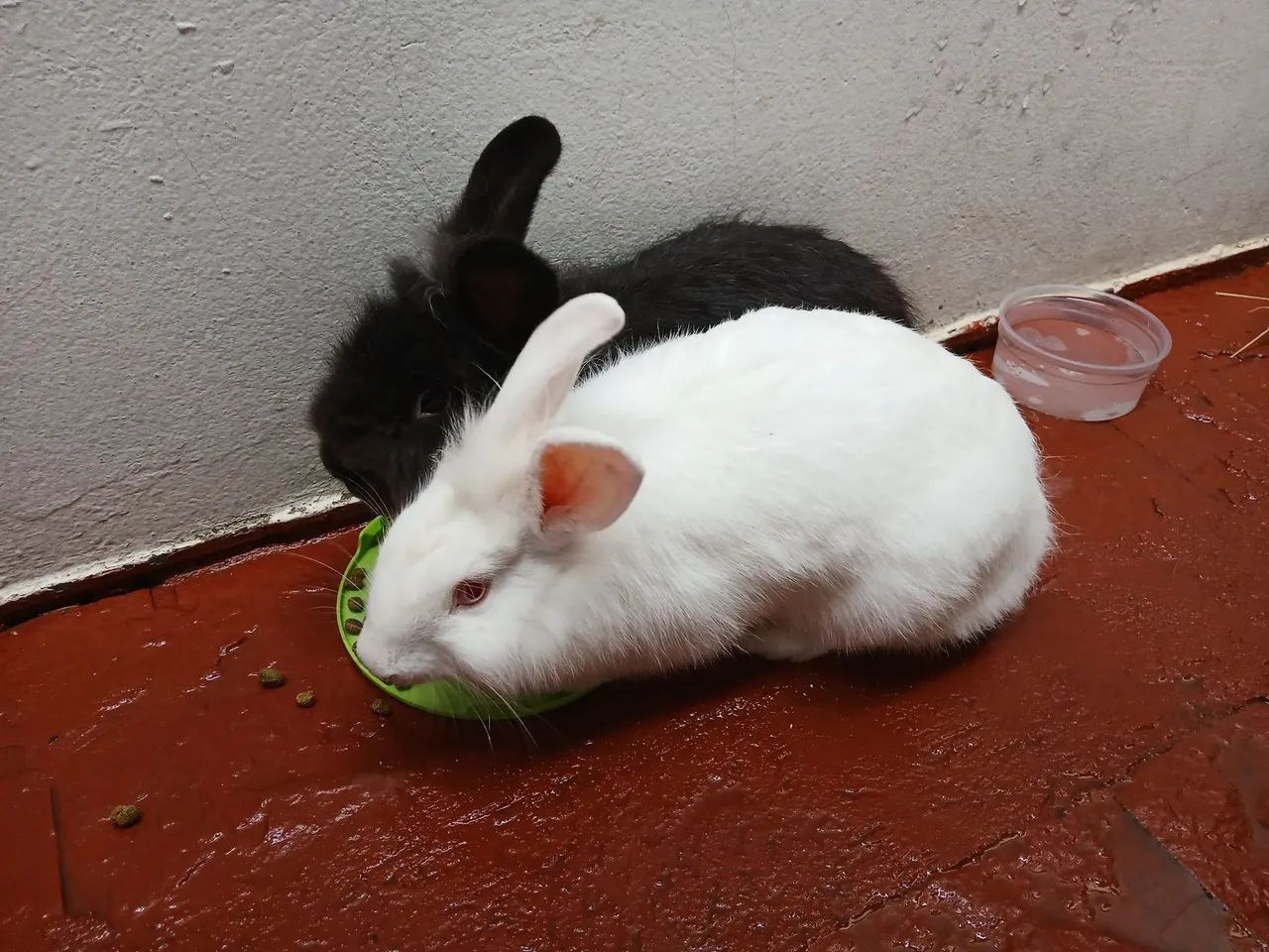 Casal de Coelhos Jovens Adultos (DOAÇÃO) - Foto 3