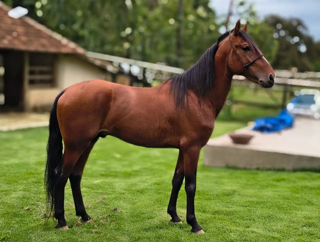 Cavalo MM inteiro registrado.