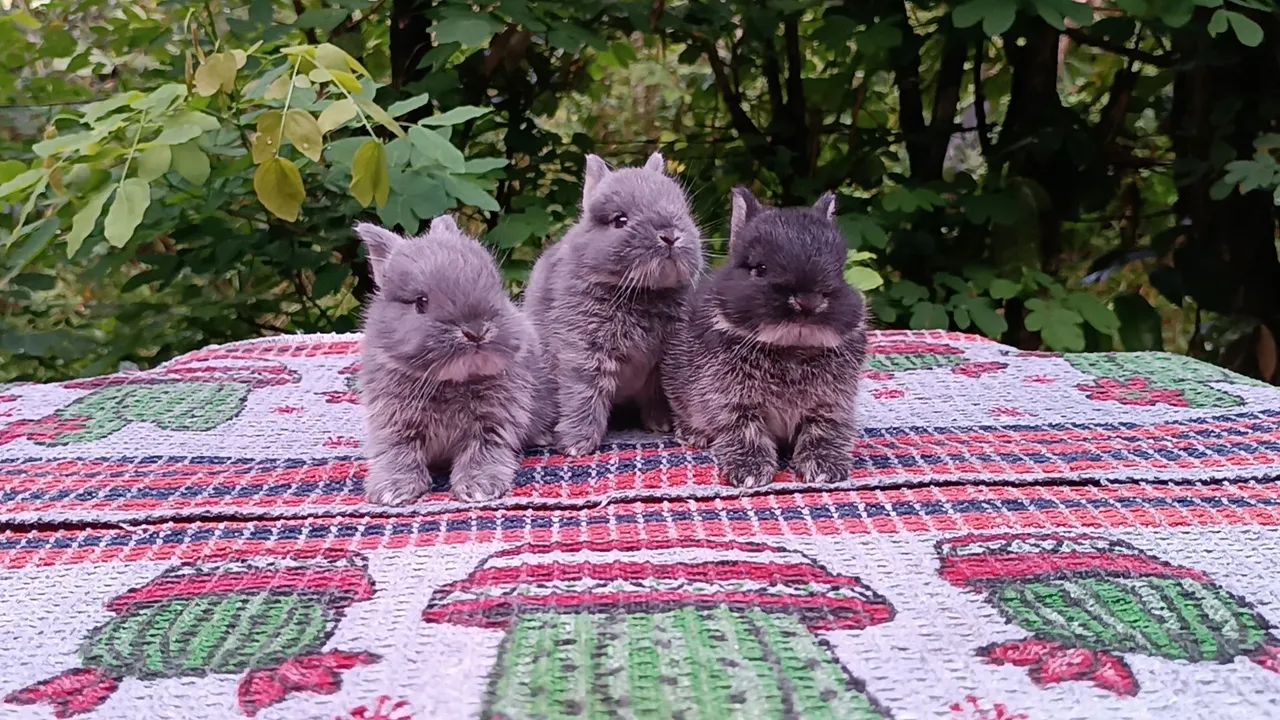 Netherland/ coelho anão  - Foto 6