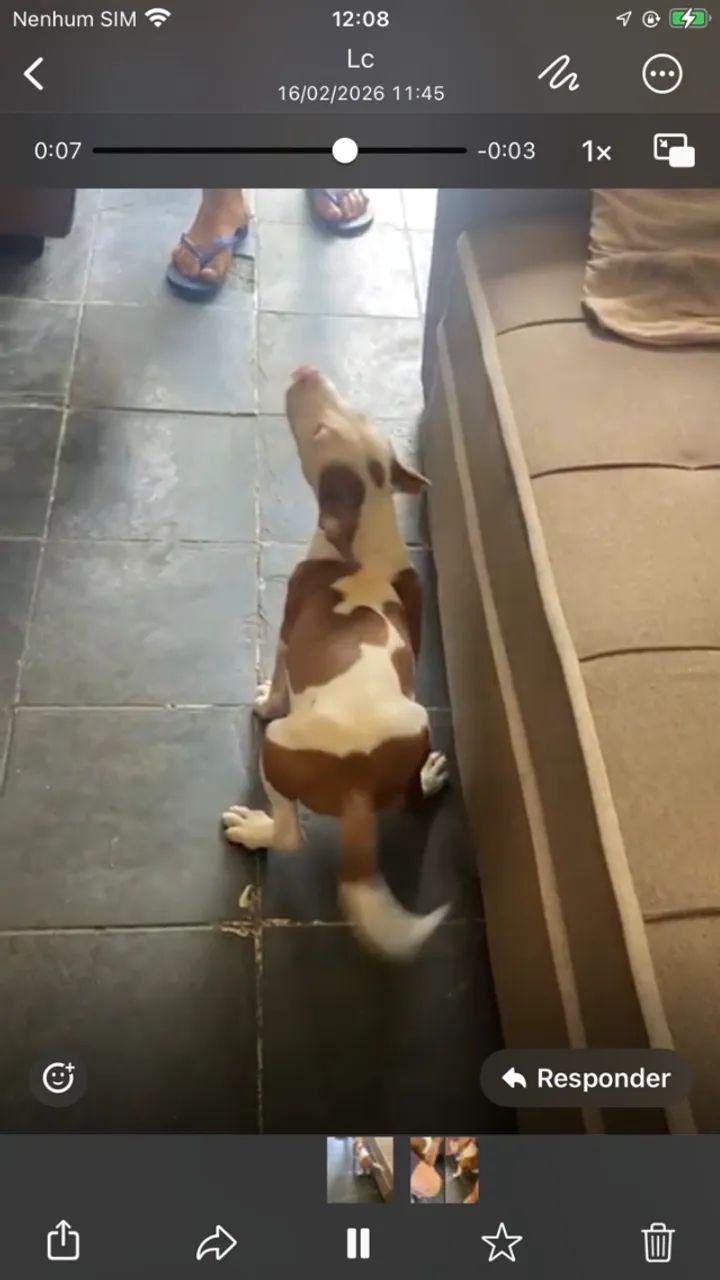 cachorro valor 600 - Foto 3