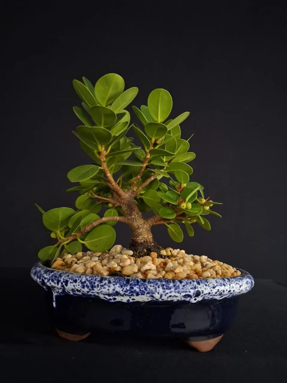 BONSAI出品 Bonsai Ficus Panda Produzindo / Vaso de Cerâmica Azul Lava