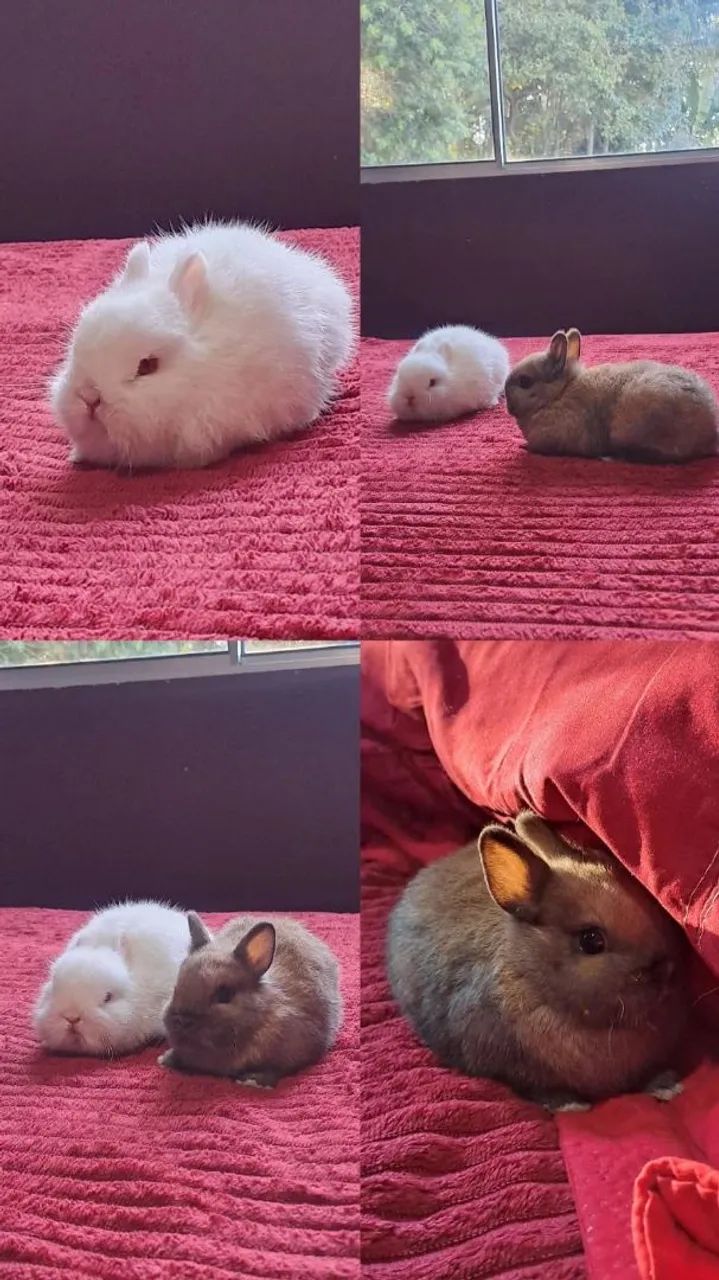 Mini coelhos netherland  - Foto 2