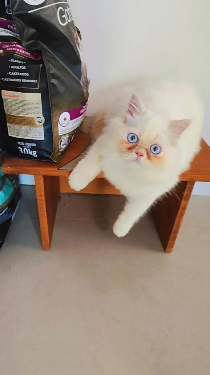 Procuro Gato Persa macho para cruza - Foto 3