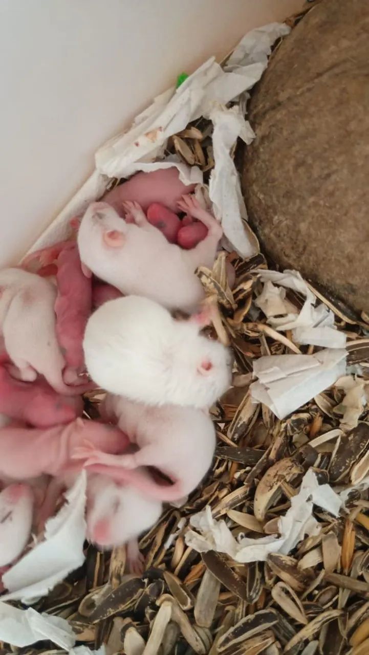 camundongos  - Foto 2
