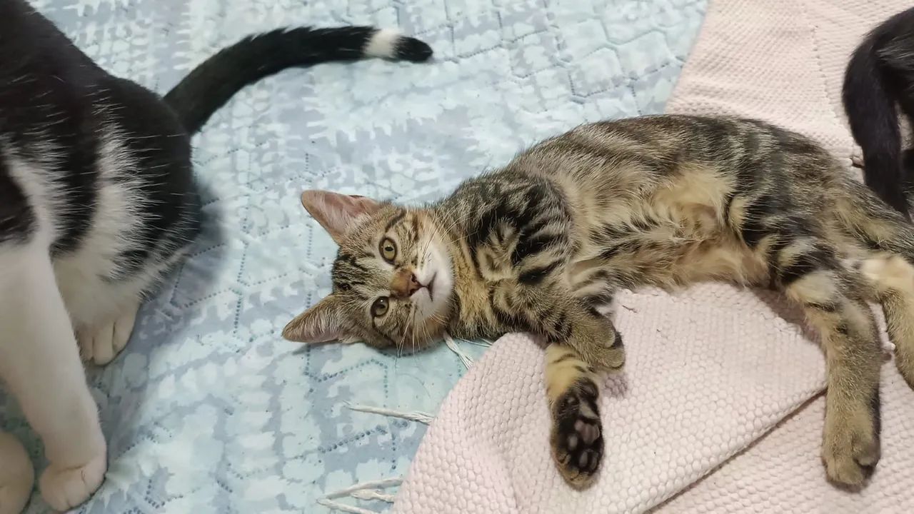 DOAÇÃO DE GATOS URGENTE - Foto 3