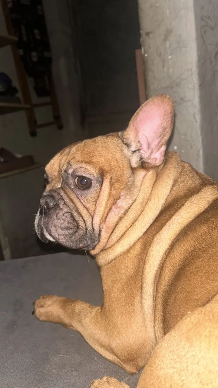 Cachorro  - Foto 2