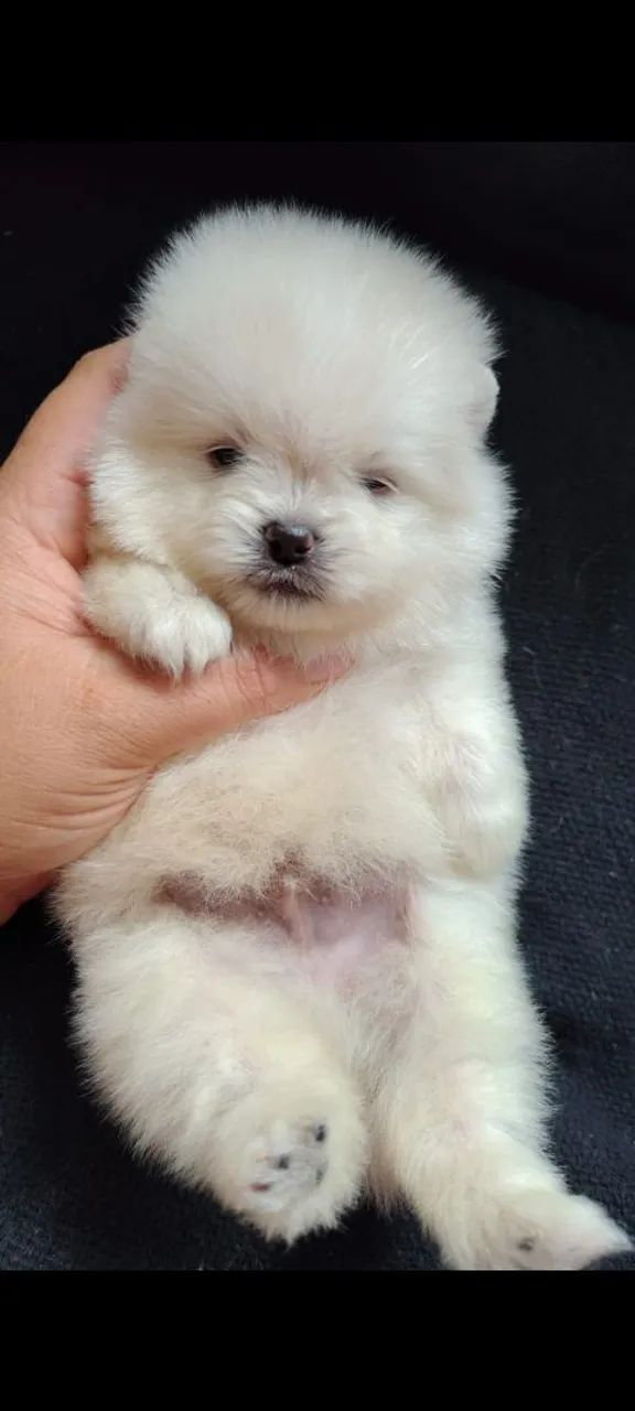 Luluzinho micro 