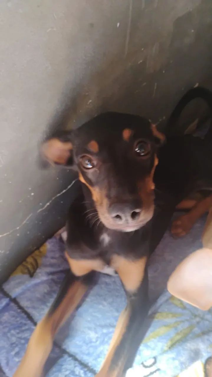 Doação cachorro