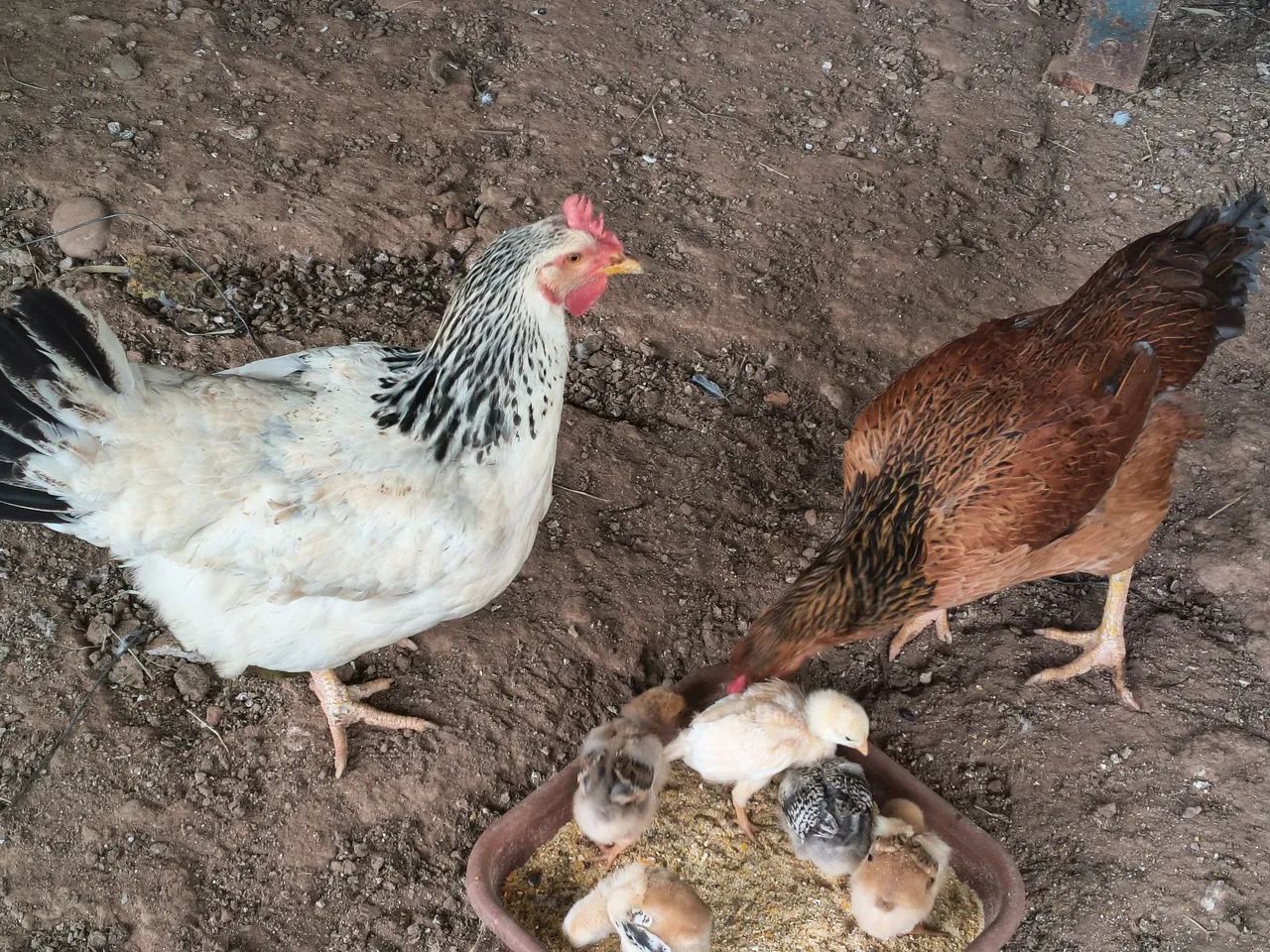 Galinha  - Foto 3
