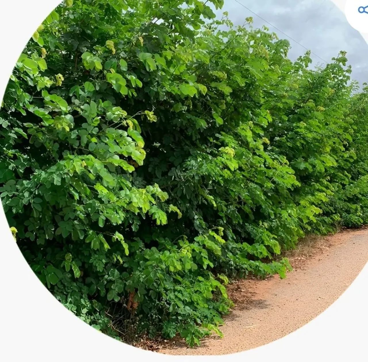 CERCA VIVA SEMENTE DE SANSÃO DO CAMPO CERCA VIVAKG - Foto 3