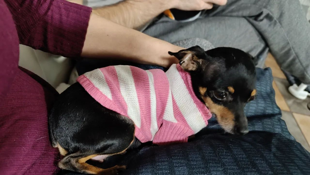 Pinscher 0 - Foto 2