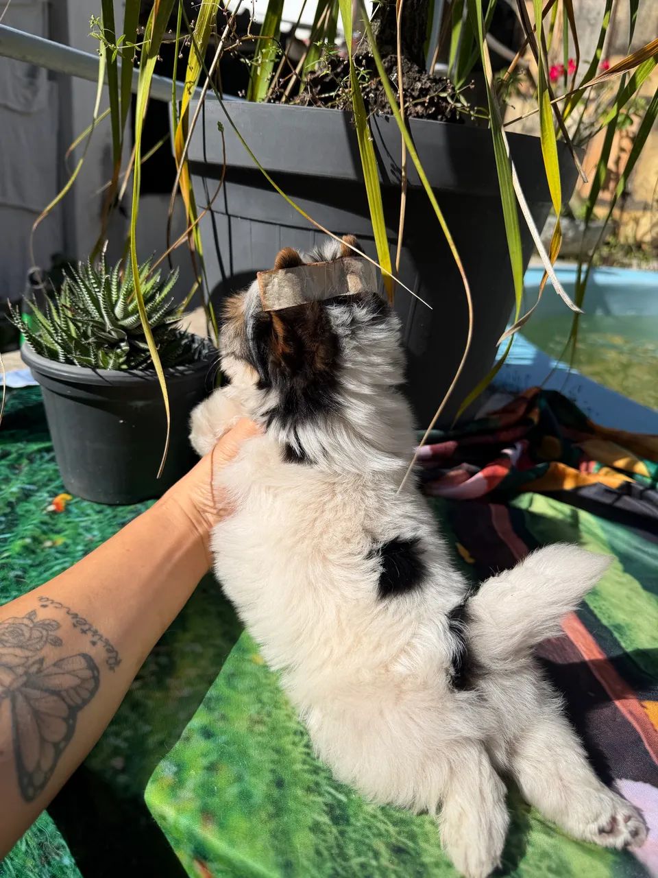 Biewer Terrier  Filhotes  - Foto 4