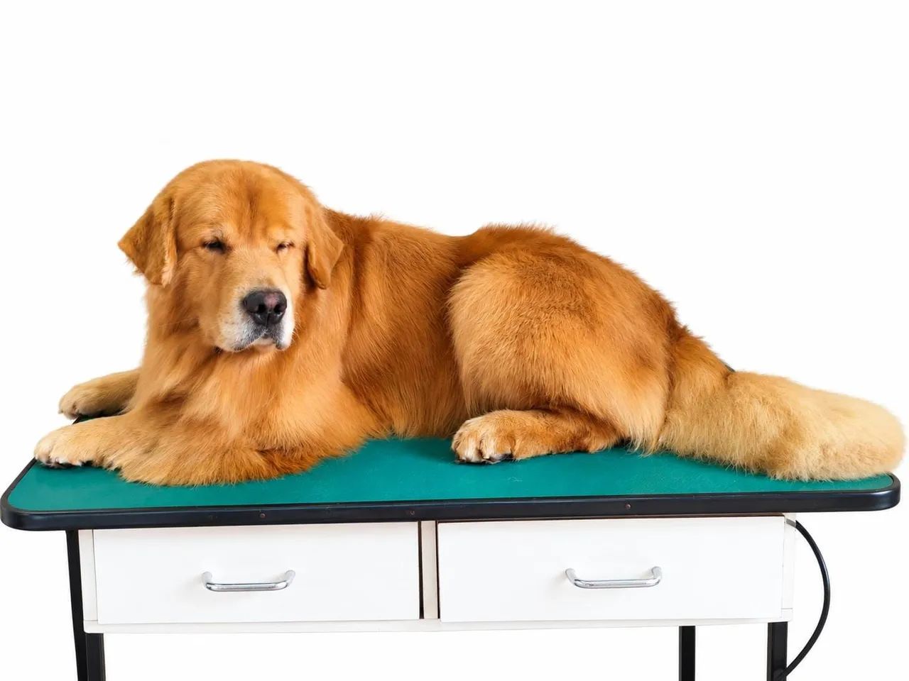 Golden Retriever  - Foto 3